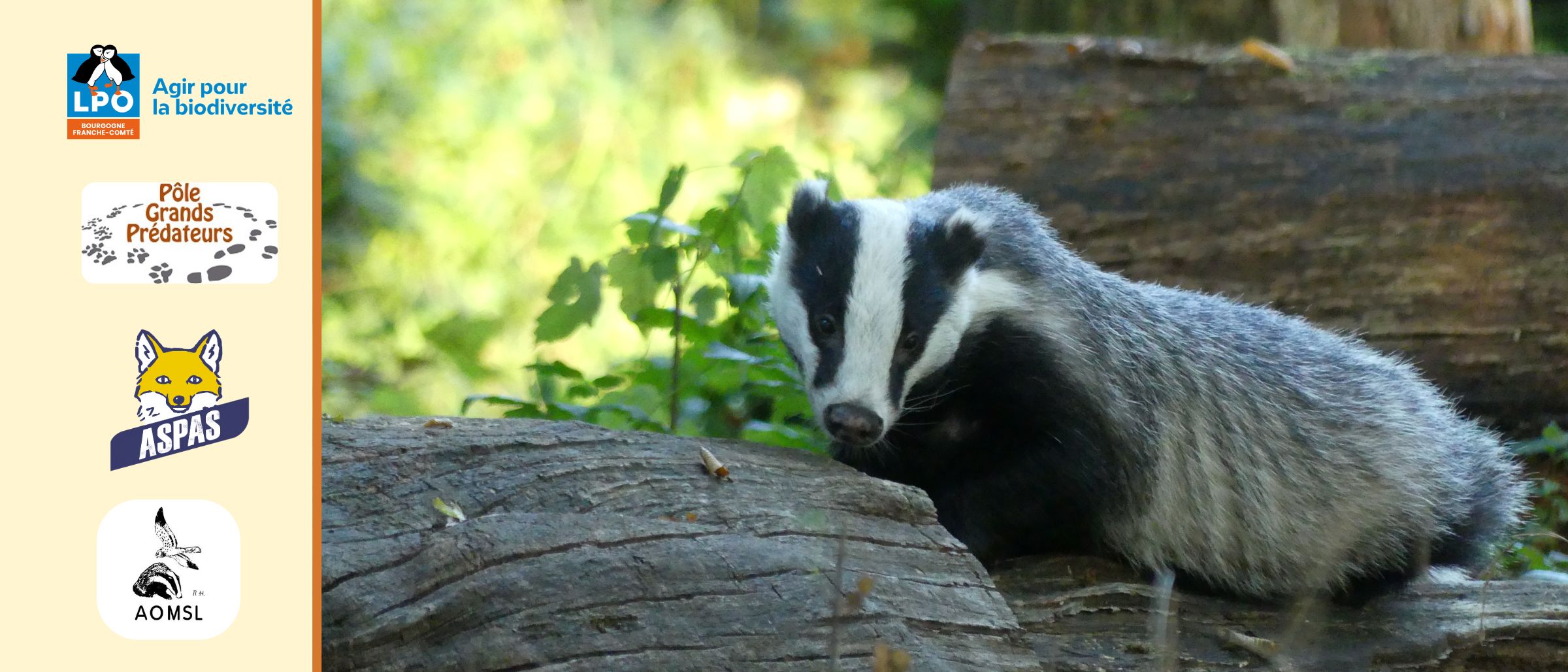 Conférence de Virginie Boyaval, naturaliste : journée mondiale des blaireaux - vendredi 15 mai à 19h